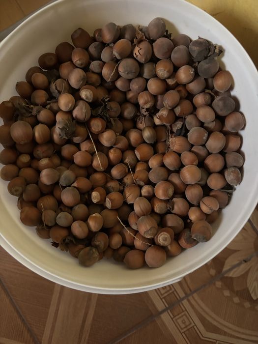 Горіхи - ліщіна - ( фундук).