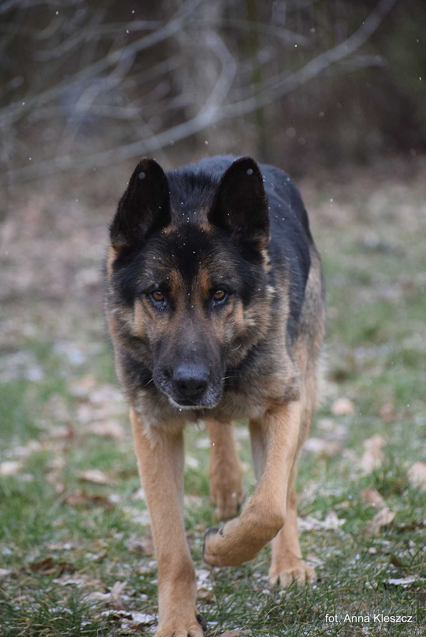 Astor 4-5 lat owczarek niemiecki gotowy do adopcji
