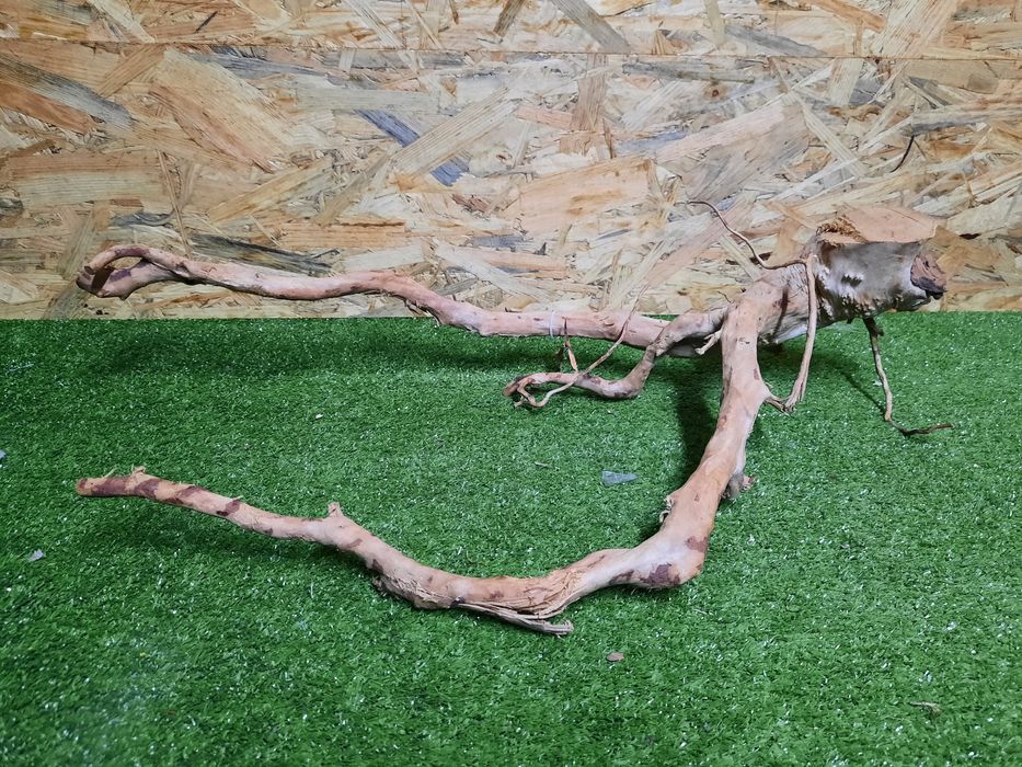 Korzeń do akwarium Red Moore Wood nr 816 o wymiarach 65/20/32