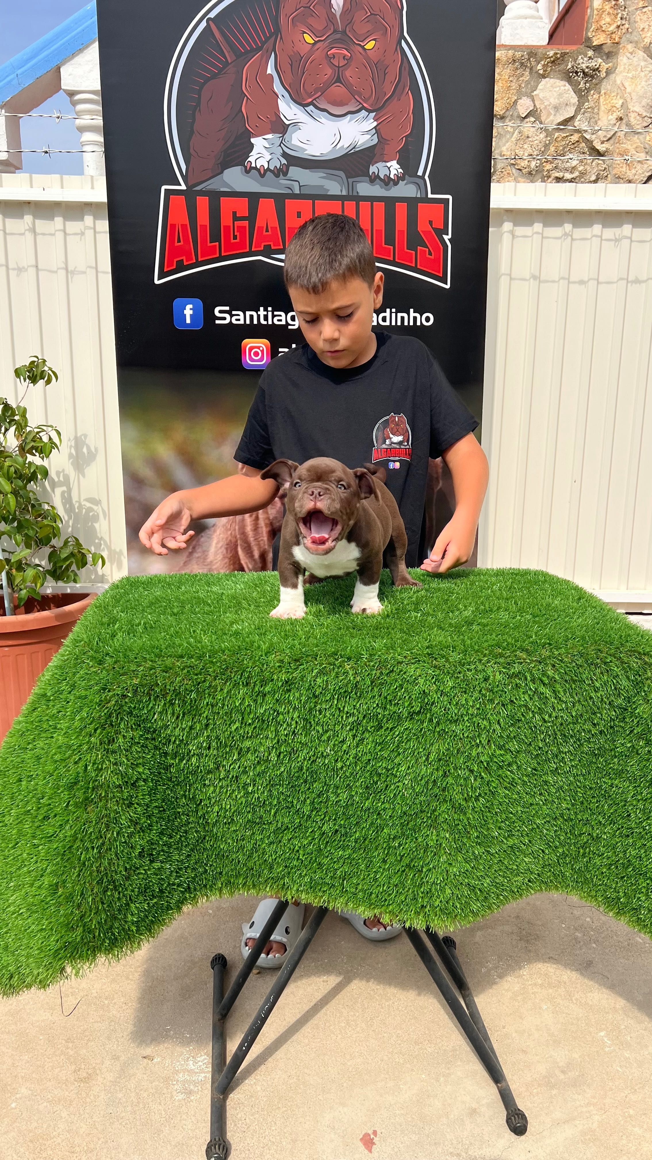 American Bully Micro Chocolate – Linhagem Tristate Importada
