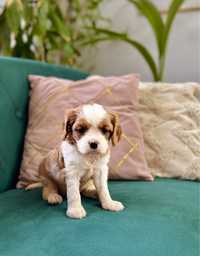 Suczka z RODOWODEM cavalier king charles spaniel