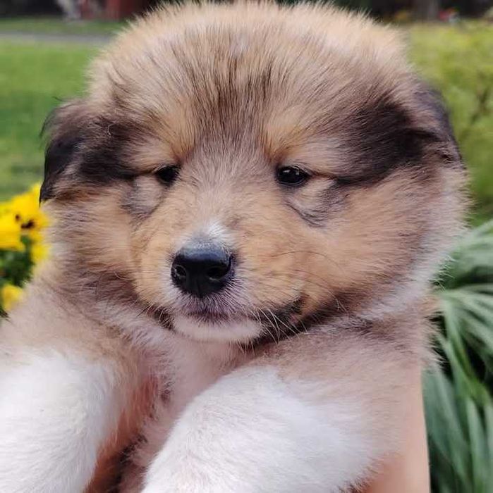 Owczarek Szkocki Długowłosy