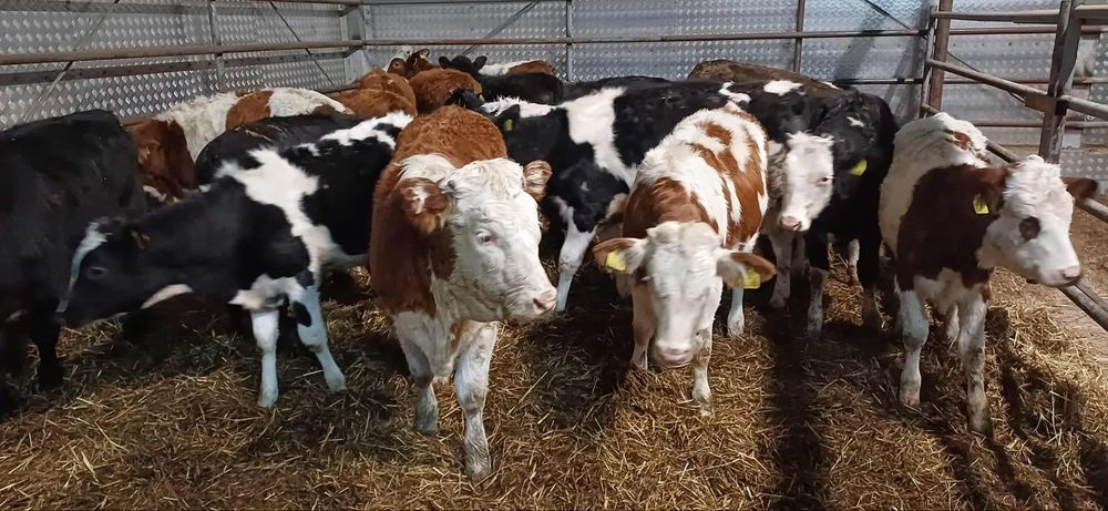 Sprzedam jałowki odsadki 22 sztuki Polskie