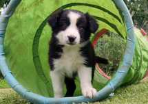 Rasowa suczka border collie z Hodowli, komplet dok.