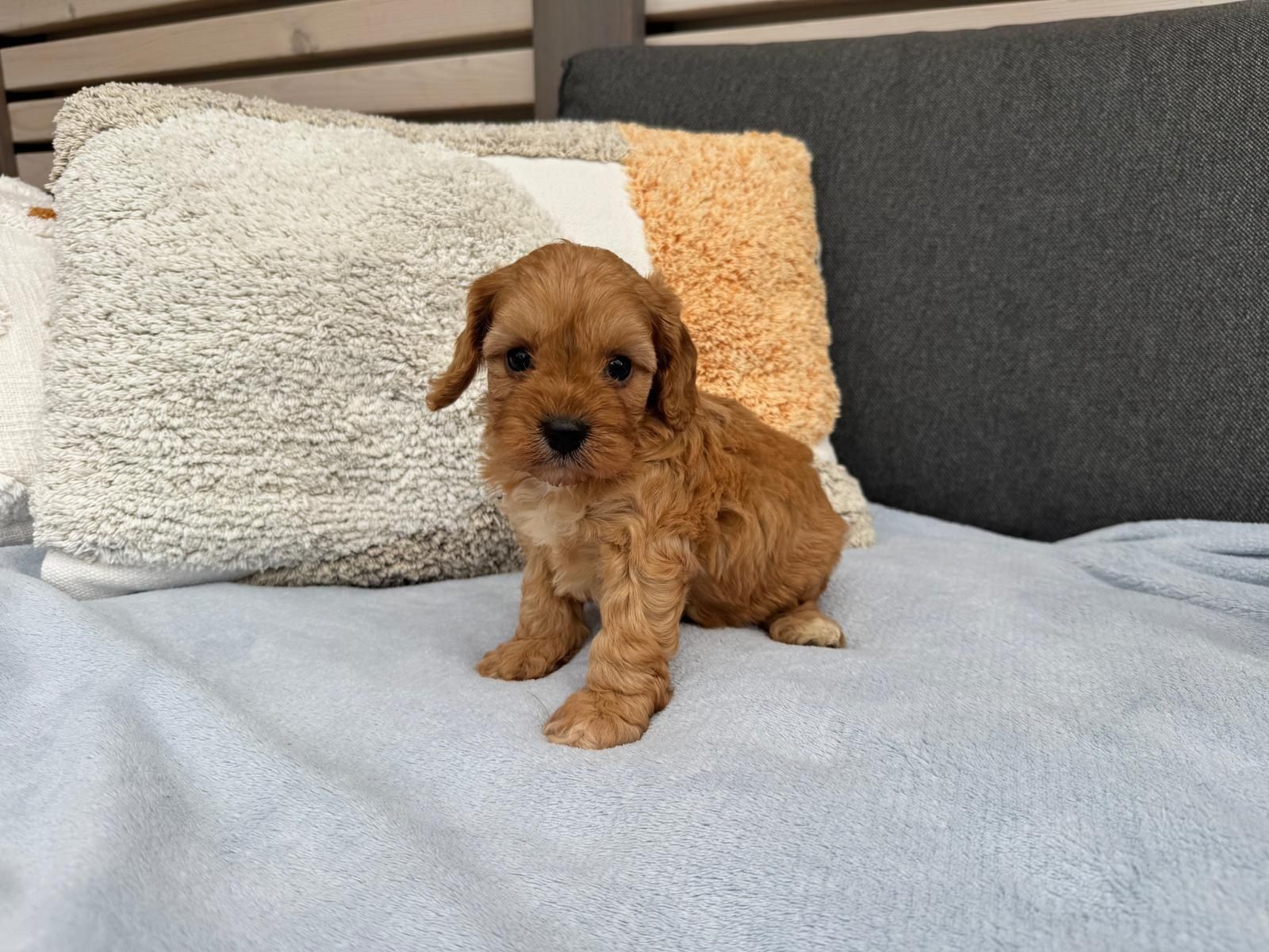 cavapoo szczeniak