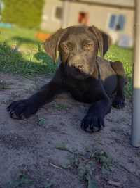 Piesek Labrador Retriever