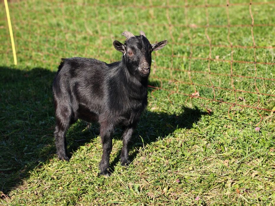 Capek koziołek miniaturka