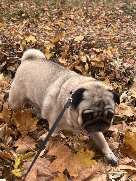 вигул собак