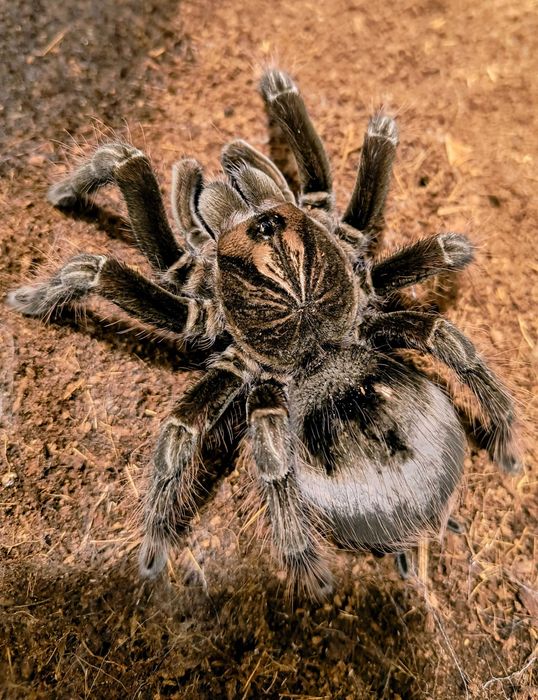 Pamphobeteus sp. Machala SAMICA