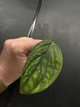 Monstera sp peru variegata pedowka