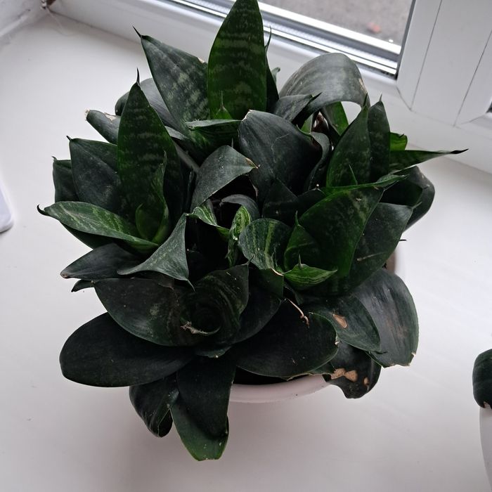 Рослина  Сансевієрія  (поділки)