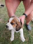 Witam mam pieski rasy Beagle