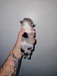 Chihuahua piesek merle