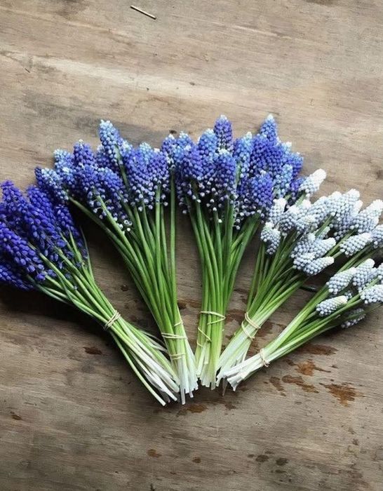 Мускарі сортові. Цибулини