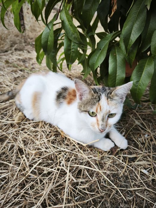 Отдам в добрые руки