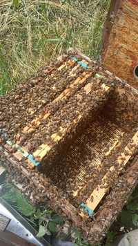Odkłady pszczele 5 ramek