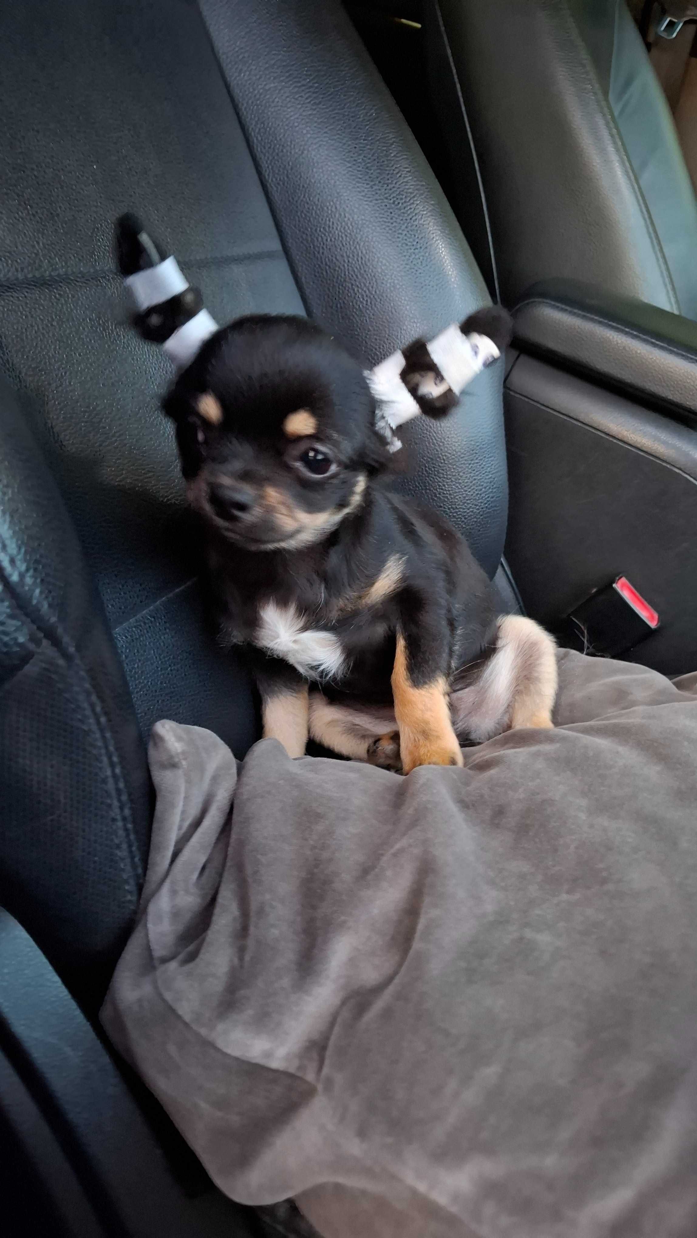 Czarno-podpalany długowłosy chihuahua samiec gotowy do odbioru/rodowód