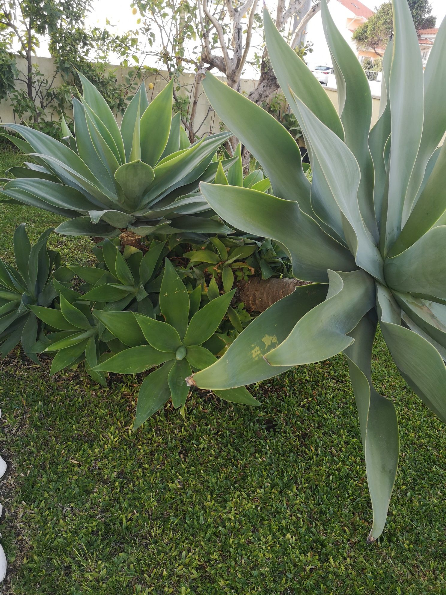 Suculentas agave