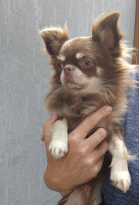 Чихуахуа девочка