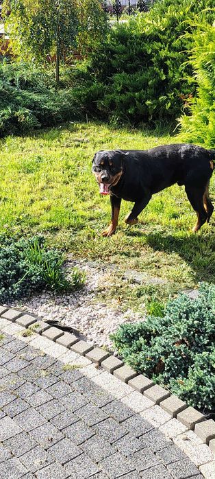 Rottweiler pies dorosły