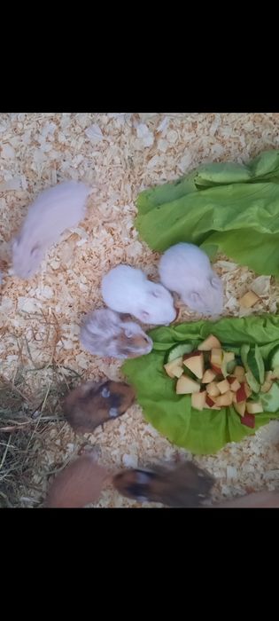 Chomik syryjski długowłosy białe śnieżynki i biszkoptowe