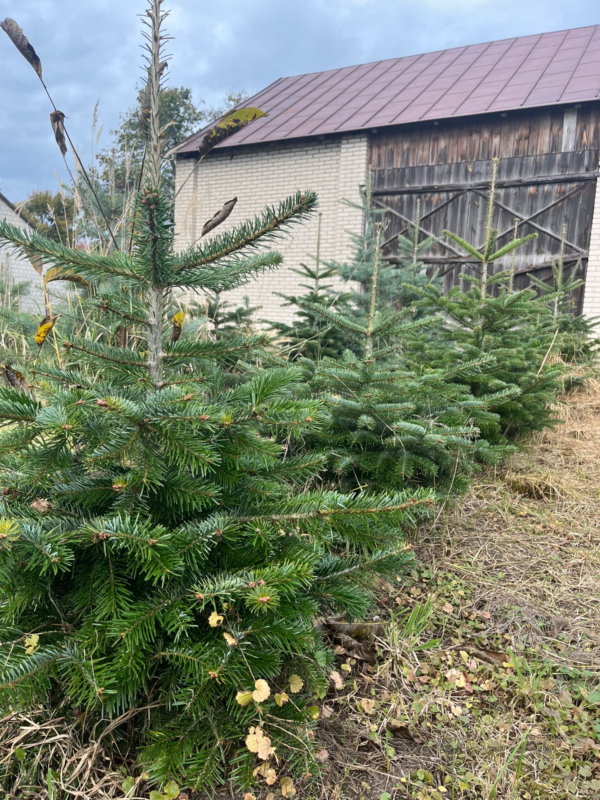 Sprzedam Choinki