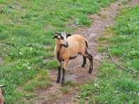 Baran kamerun kameruński barany owce