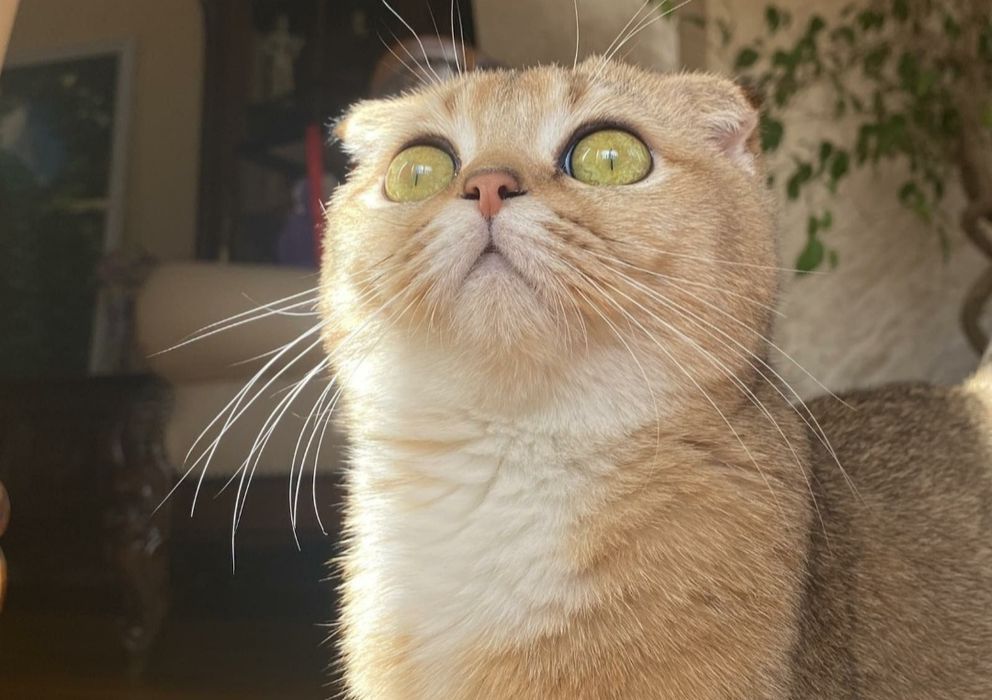 Девочка золотая шиншила