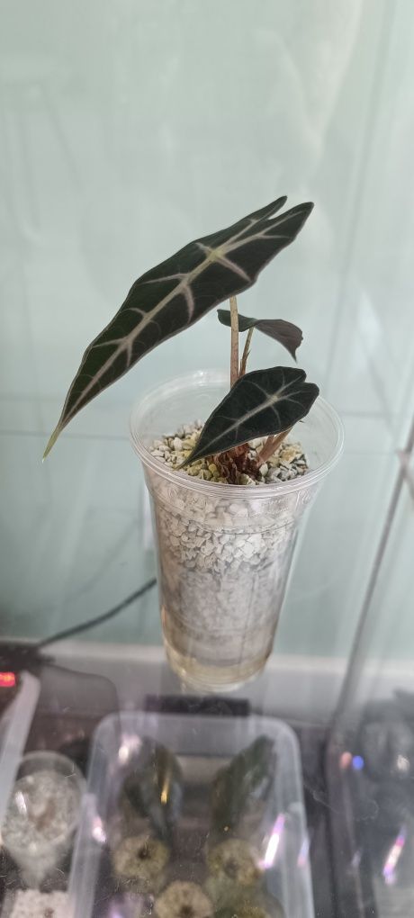 Alocasia sliver dragon/frydek/ Polly.