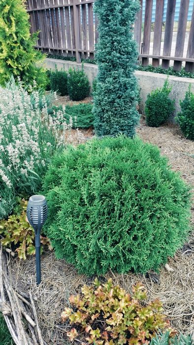 Туя Даніка , вкорінені живиці.