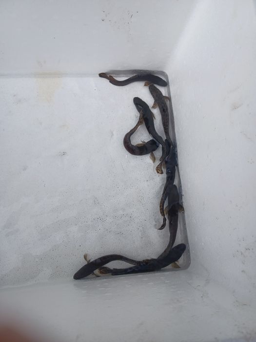 Sandacz 25cm . Szczupak  , Miętus , Palia.