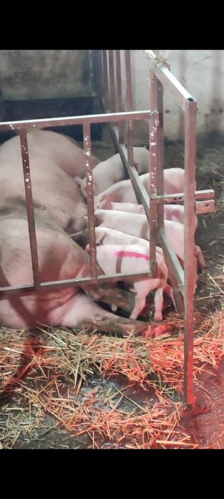 Продаються поросята