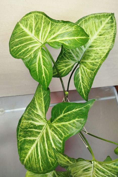 Сингониум сингоніум кімнатна рослина декоративное комнатное растение