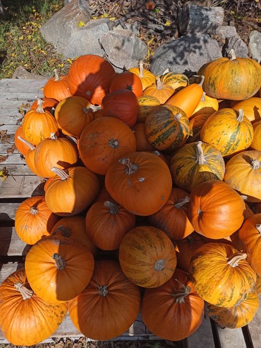 Гарбузи/Тыква для Хелловін/Halloween