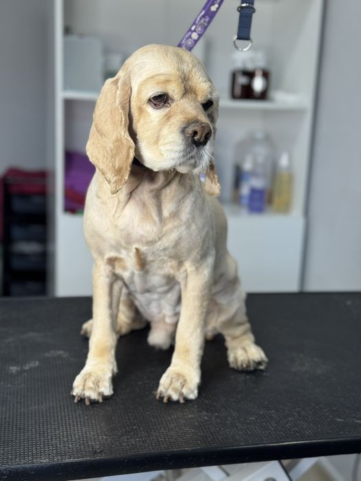 Грумер для собак