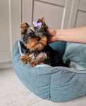 Yorkshire Terrier SUCZKA York FCI ZKwP
