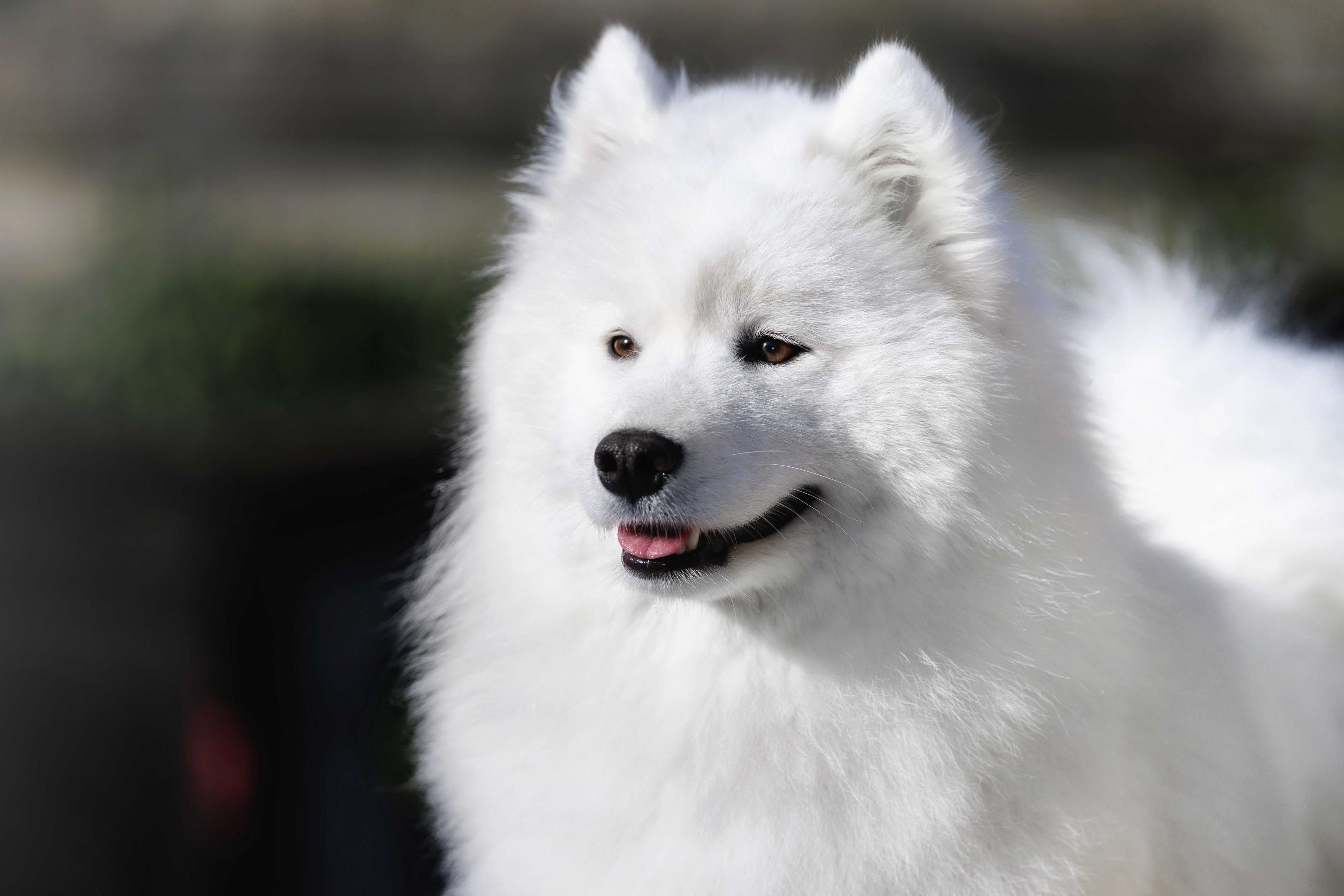 Samoyed FCI ZKwP szczenię ostatni szczeniak pies chłopiec szczeniaczek