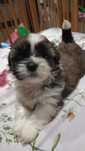 Piesek Shih tzu * Tricolor