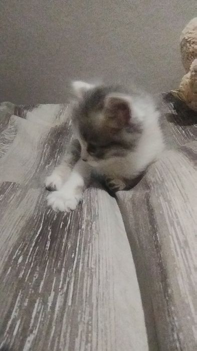 ТЕРМІНОВО віддам кошеня в добрі руки