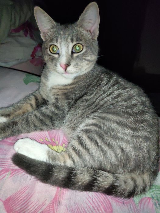 Віддам забавне кошеня, 6 місяців