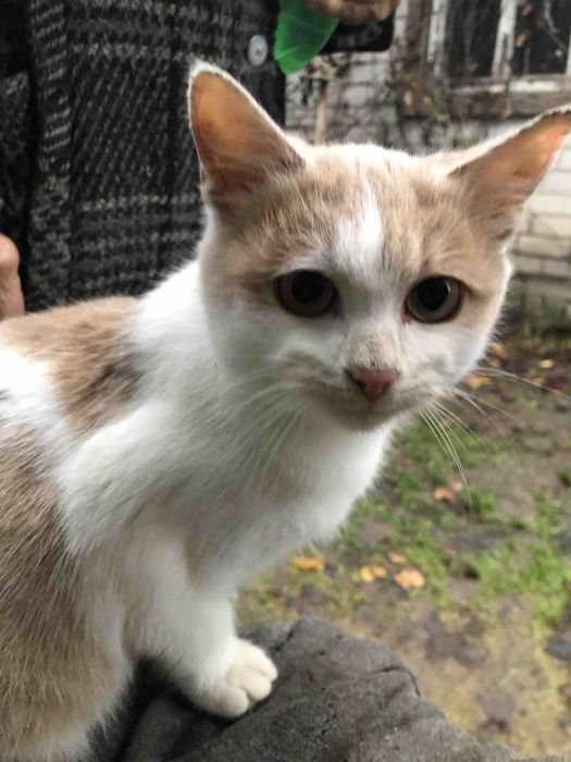 Котик кошеня безкоштовно