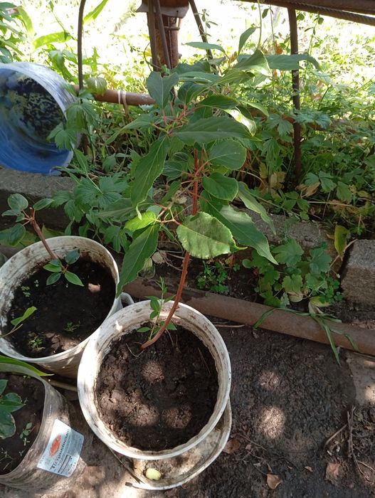 Актінідія  кущ .