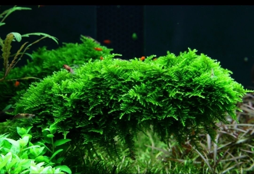 Christmas Moss Porcja