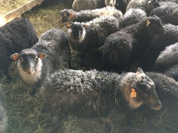 Owce rasy wrzosówka