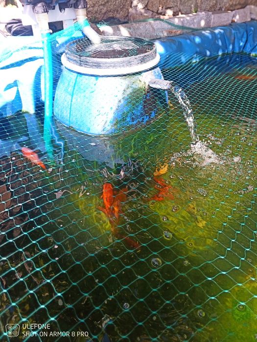 Peixes para lago