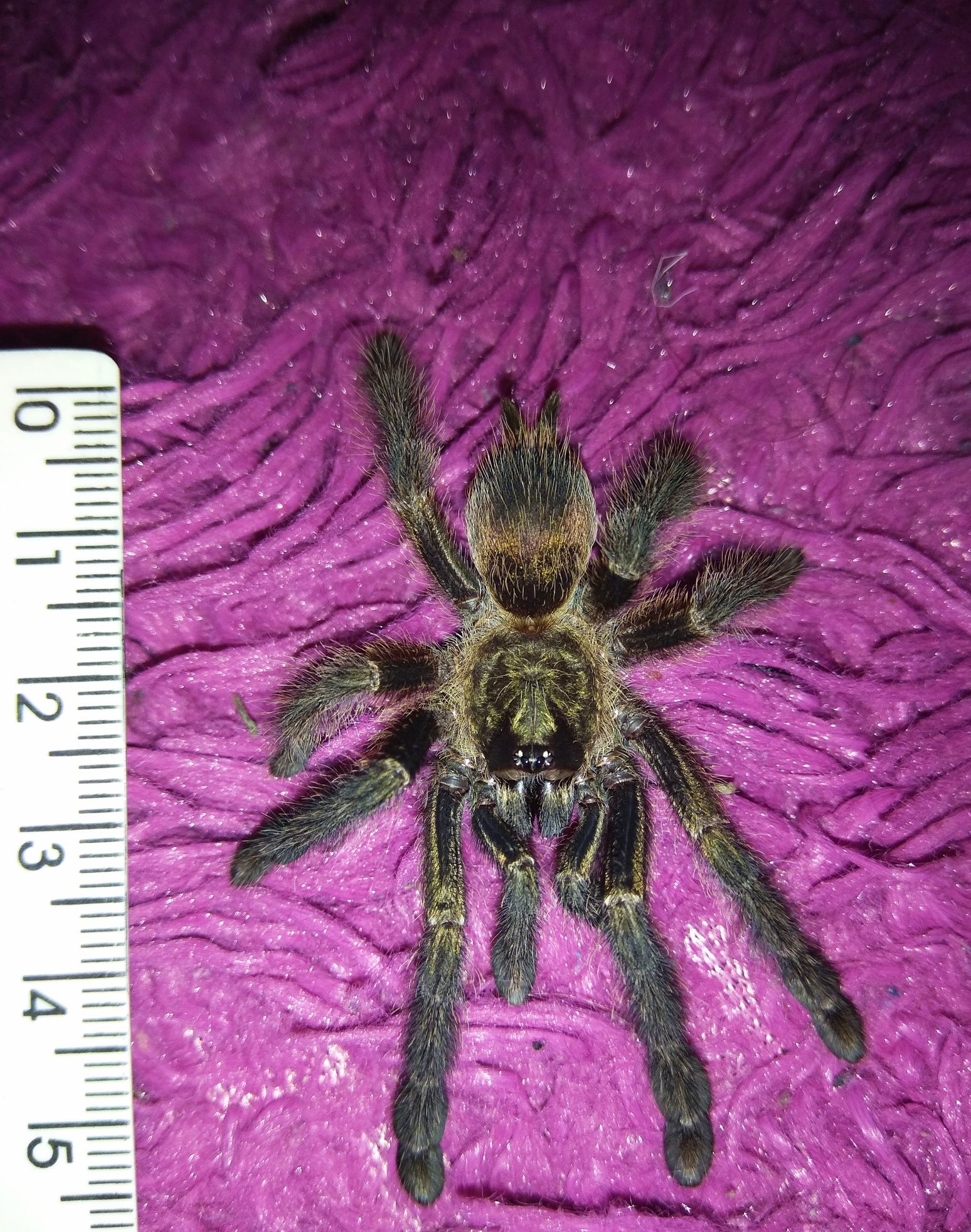 Psalmopoeus reduncus, павук, птахоїд, самець