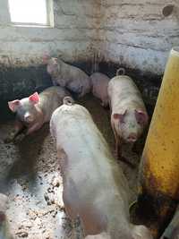 Продам свиней вес 120-140кг.