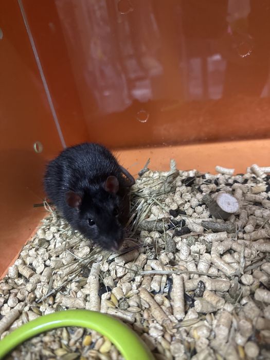 Щурики хлопчики 4 місяці