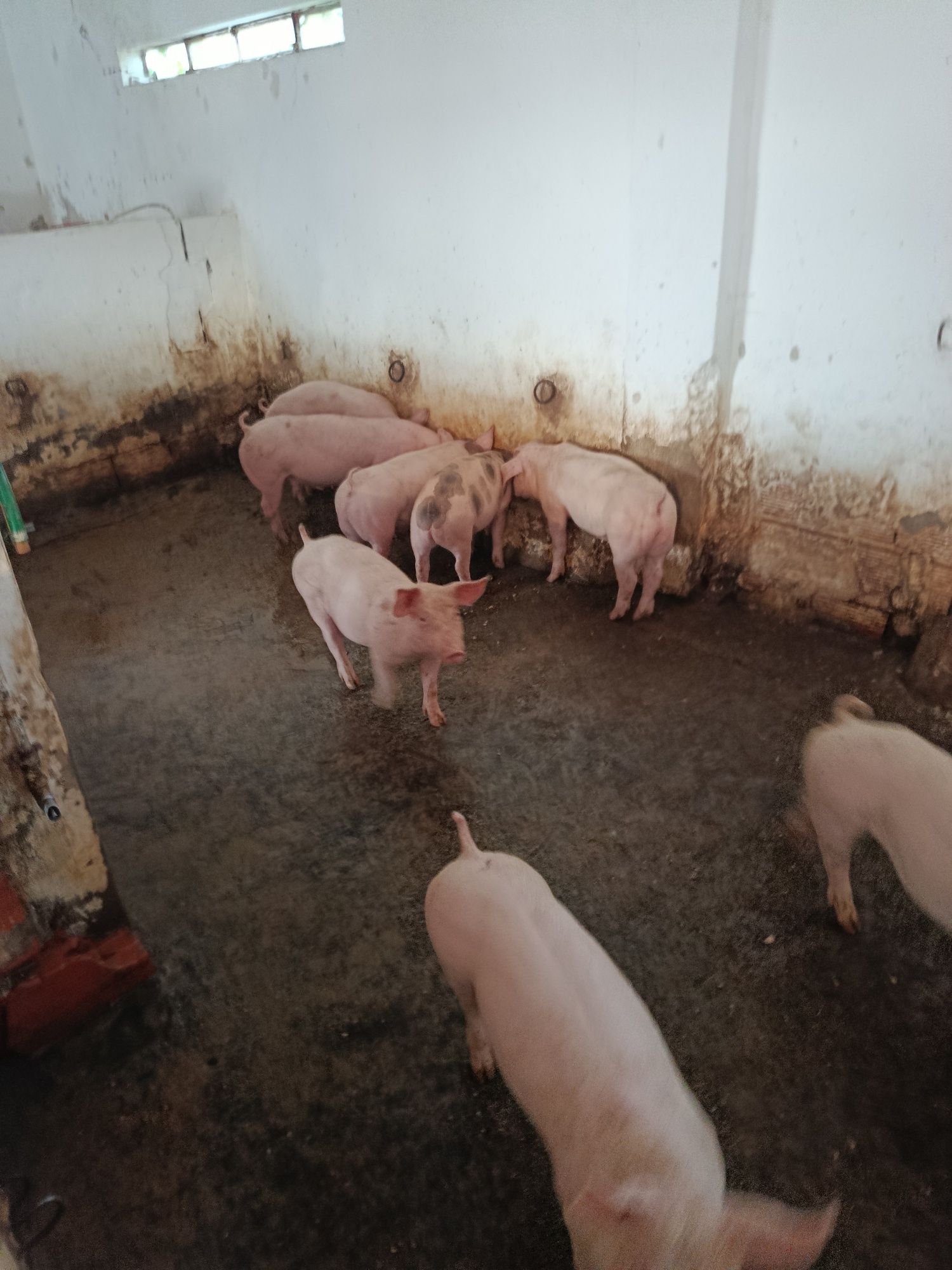Leitões machos e fêmeas apartir de 35 kilos