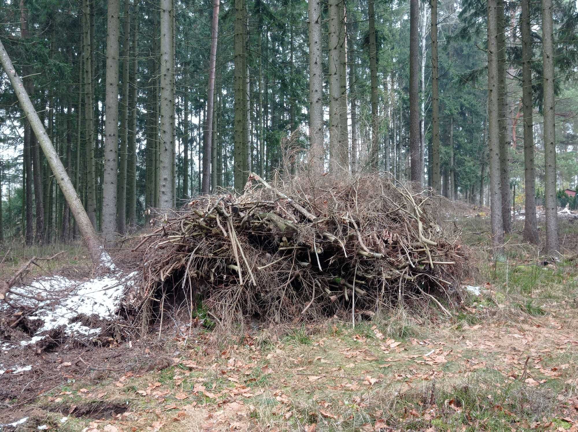 Oddam za darmo gałęzie/chrust - po wycince drzew